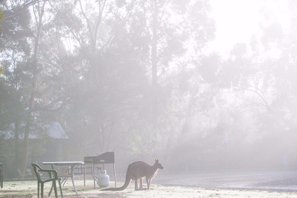 Gariwerd Motel Halls Gap Exterior foto