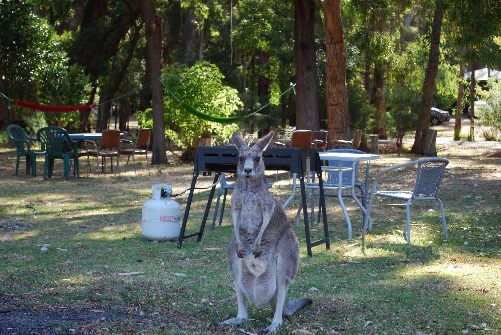 Gariwerd Motel Halls Gap Exterior foto